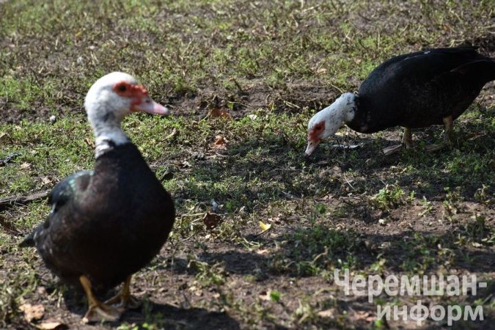 Птицеводы из Нижней Каменки знают толк в домашнем хозяйстве