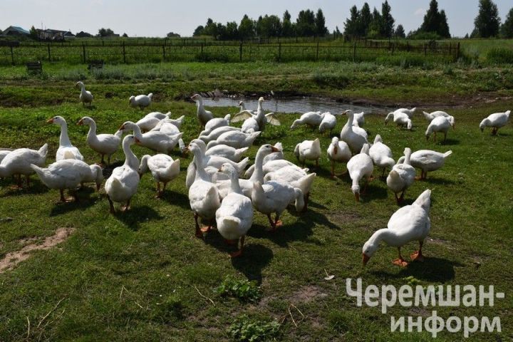 Птицеводы из Нижней Каменки знают толк в домашнем хозяйстве