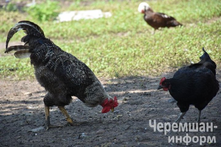 Птицеводы из Нижней Каменки знают толк в домашнем хозяйстве