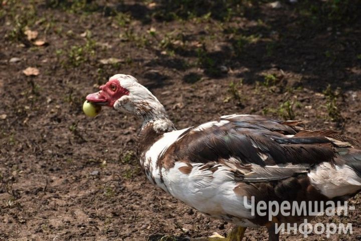 Птицеводы из Нижней Каменки знают толк в домашнем хозяйстве