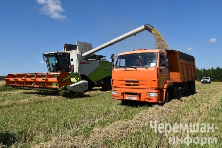 В Черемшанском районе урожай озимых культур поступает в амбары
