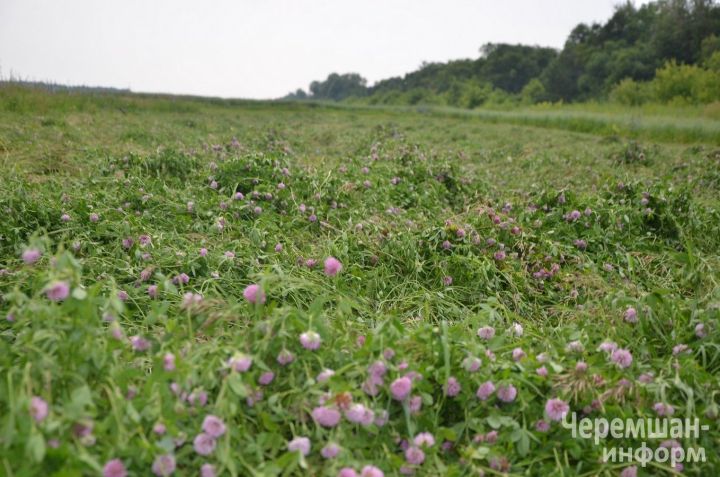 В полях у Фассаховых из Туйметкина 80 тюков и надежда на погожий день
