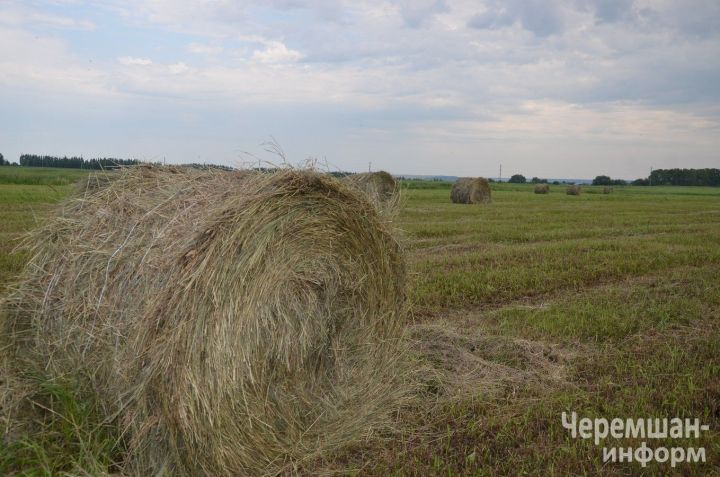 В полях у Фассаховых из Туйметкина 80 тюков и надежда на погожий день