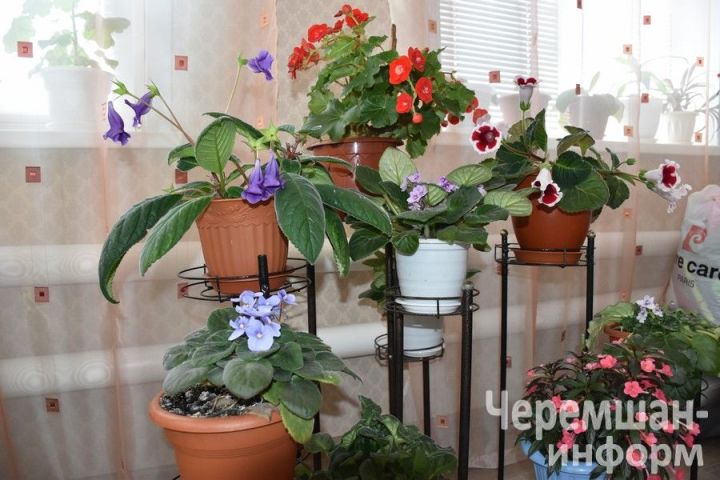 Түбән Кәминкәдән Сания Гайнуллинаның эшен Васил Шәйхразыев та бәяләгән