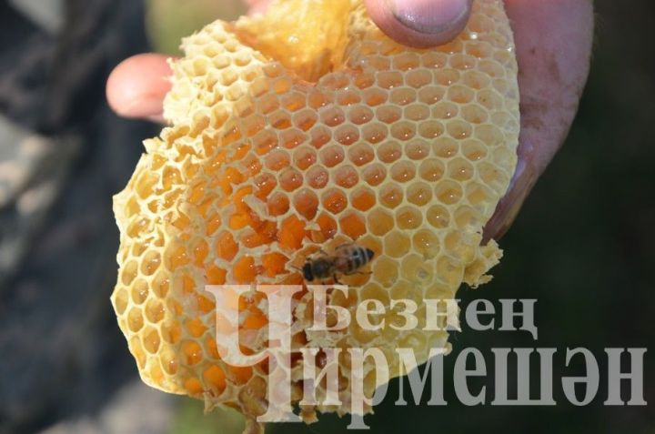 Медовый Спас имеет фиксированную дату и ежегодно отмечается 14 августа