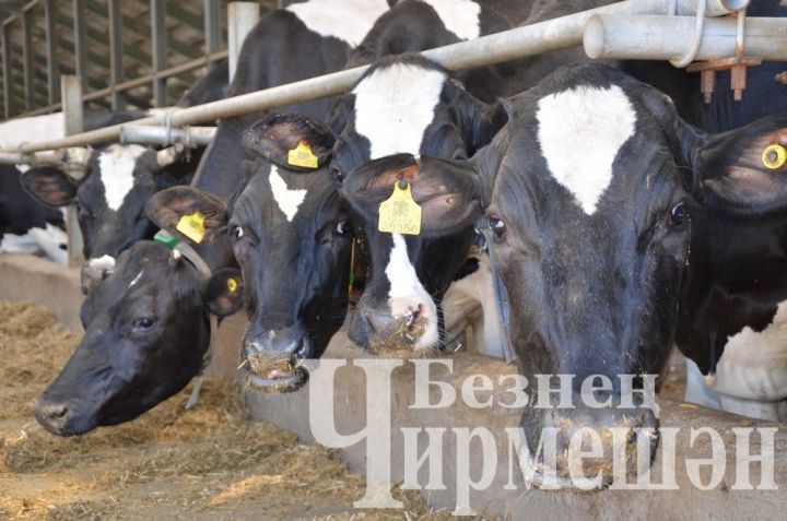 В Республике Татарстан усиливается поддержка личных подсобных хозяйств