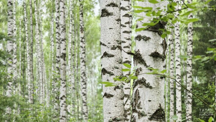 Татарстан урманнарын янгынга каршы төзекләндерү  ттәмамланды