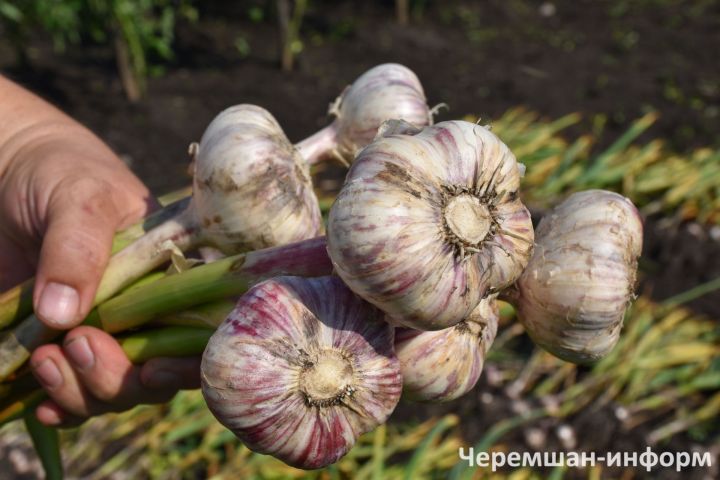Правила хранения чеснока