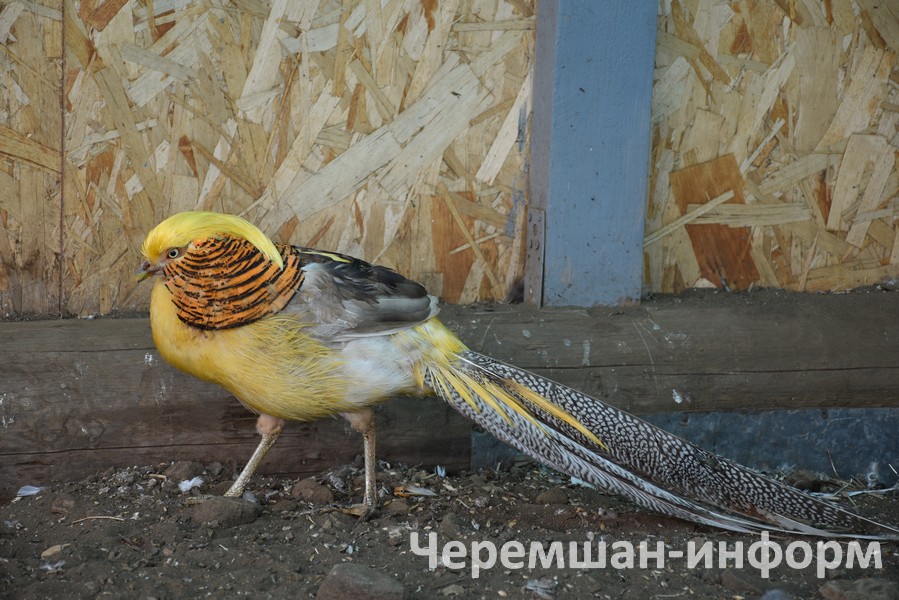 Әле болардан кала тагын 12 төрдәге 100дән күбрәк күгәрченнәре бар: Кадрия Гамирова фотосы