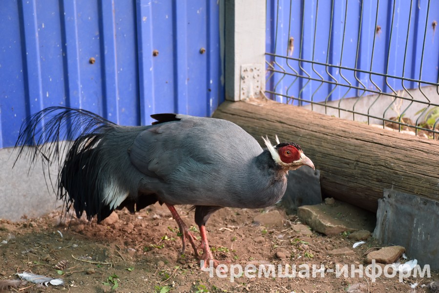 Йорт хуҗасы аны әле җәй көне генә ясаган: анда берничә төрдәге сигез фазан, бер пар тавис кошы (павлин) һәм дистәләп күгәрчен яши: Кадрия Гамирова фотосы