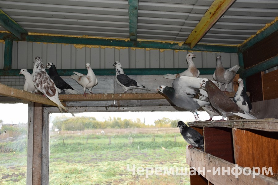 Күгәрченнәр Мисбаховлар хуҗалыгын инде биш ел элек үк үз иткәннәр: Кадрия Гамирова фотосы