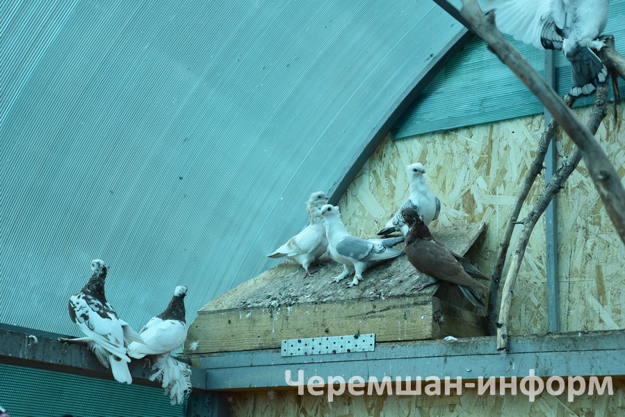Яңа хуҗасы шалтыраткач, яңадан аңа тапшырган идем, барыбер кире кайтты: Кадрия Гамирова фотосы