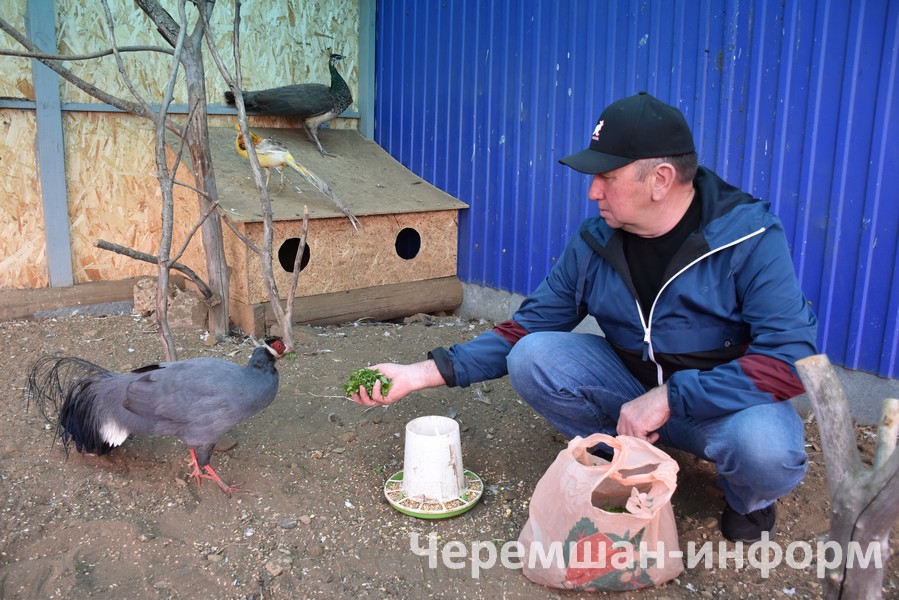 Кошлар бөртек ашыйлар, яшеллек тә кирәк: Кадрия Гамирова фотосы