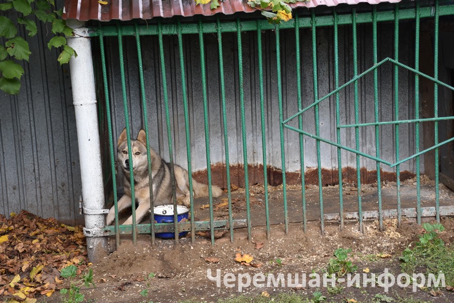 Ишегалдында песиләр чабыша, этләре дә бар: Кадрия Гамирова фотосы