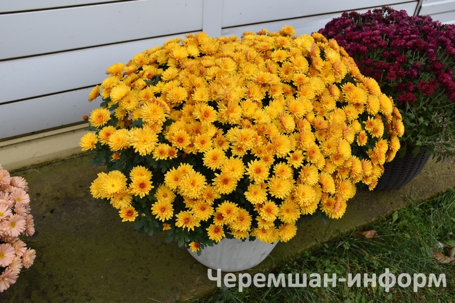 Гариповлар бакчачылык сезонын мартта ачып, ноябрьдә генә ябалар: Кадрия Гамирова фотосы