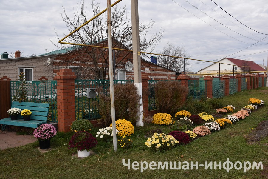 Цветы в горшках я делю и рассаживаю в стаканчики, из одного куста можно получить 20–30 саженцев: фото кадрии Гамировой