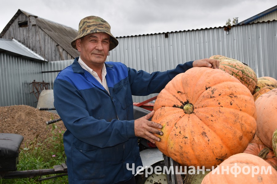 Быел 40 төргәк печән кайтарып өйгәннәр: Кадрия Гамирова фотосы