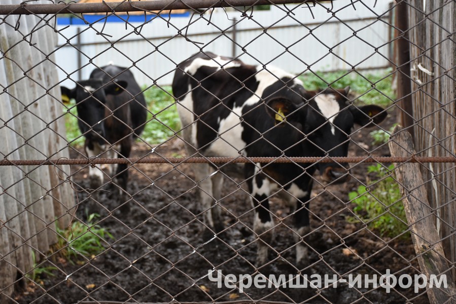 Тәҗрибәле малчылар терлекләрен төрле азык белән сыйлыйлар: Кадрия Гамирова фотосы