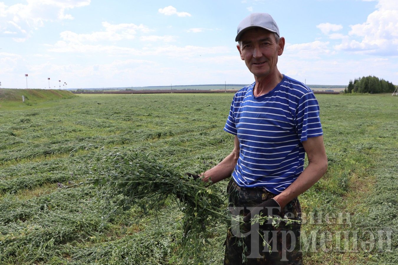 В обществе «Сульча» заготавливают сено и готовятся к жатве