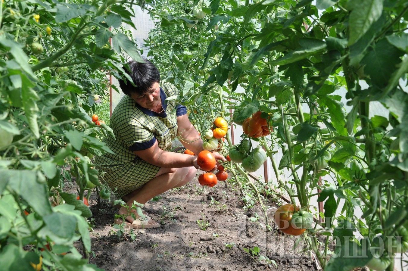 Социальный работник из Черемшана любит выращивать цветы