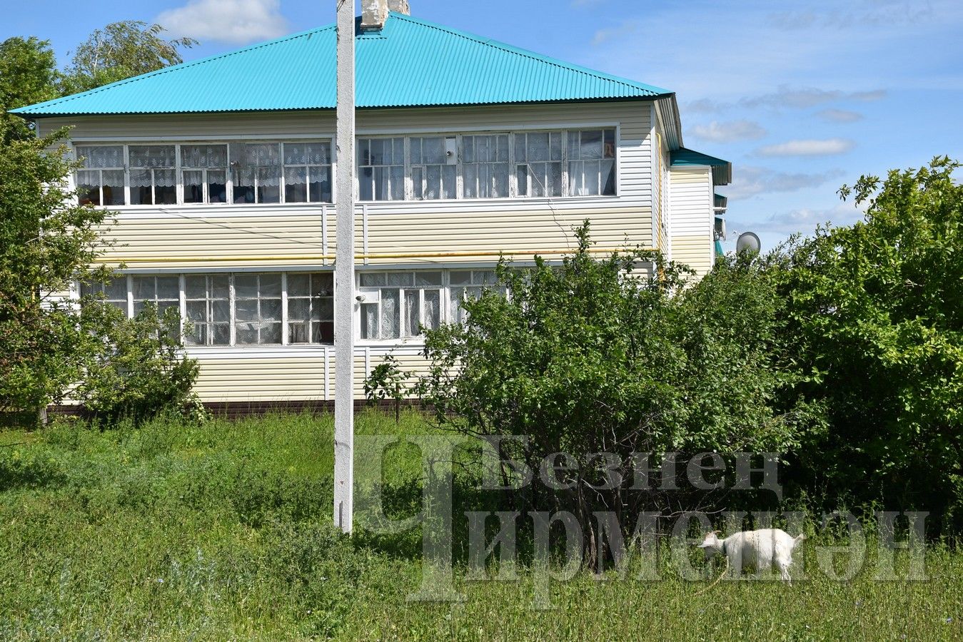 В Черемшане территория некоторых многоквартирных домов заросла кустарниками
