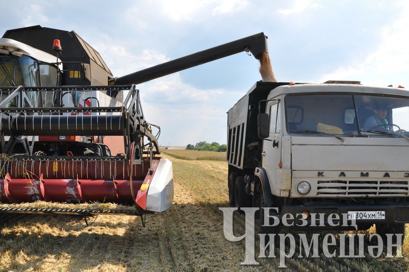 В «ЧЕРЕМШАНАГРО» сила гектара озимой пшеницы – 50 центнеров