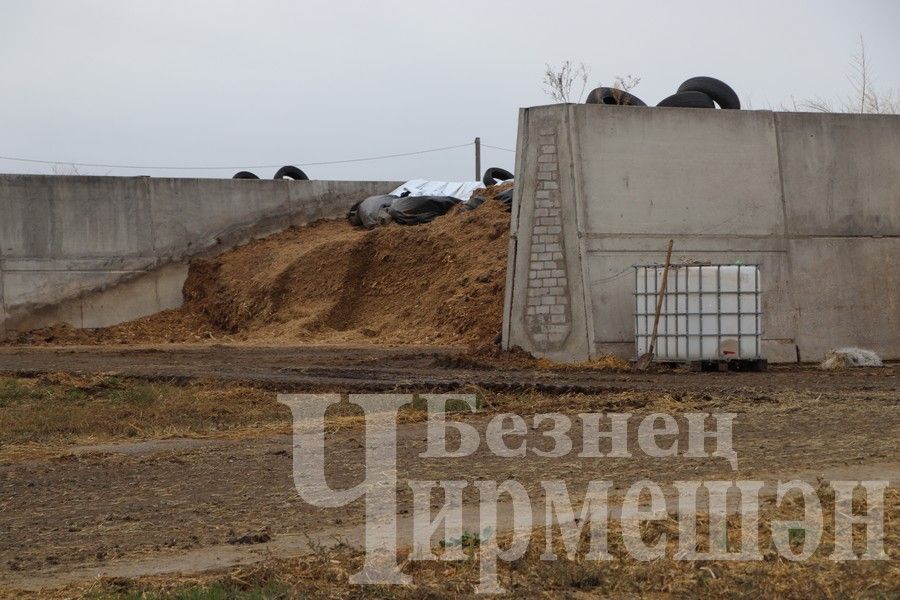 В обществе «Ильхан» одна корова приносит 300 тысяч рублей дохода в год