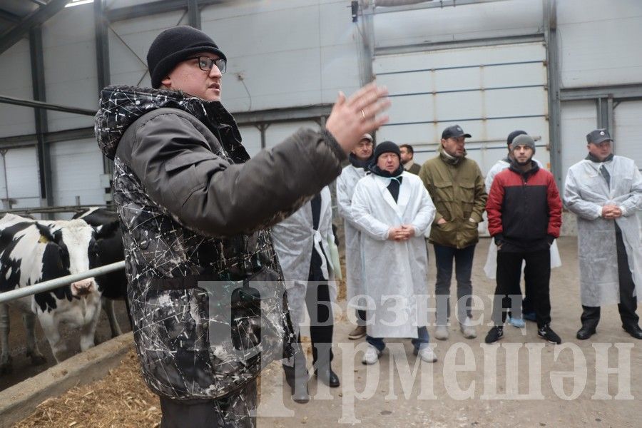 В обществе «Ильхан» одна корова приносит 300 тысяч рублей дохода в год
