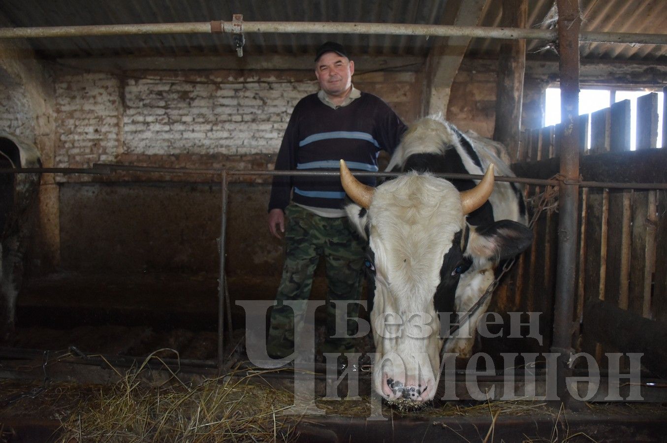 Фермер Ринат Ахтямов с утра до вечера трудится на ферме