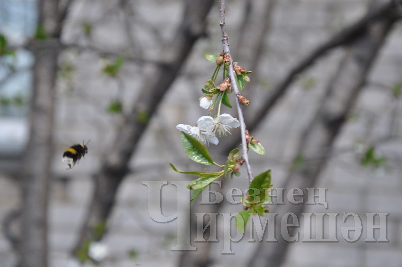 Пчелы Черемшана собирают цветочный нектар