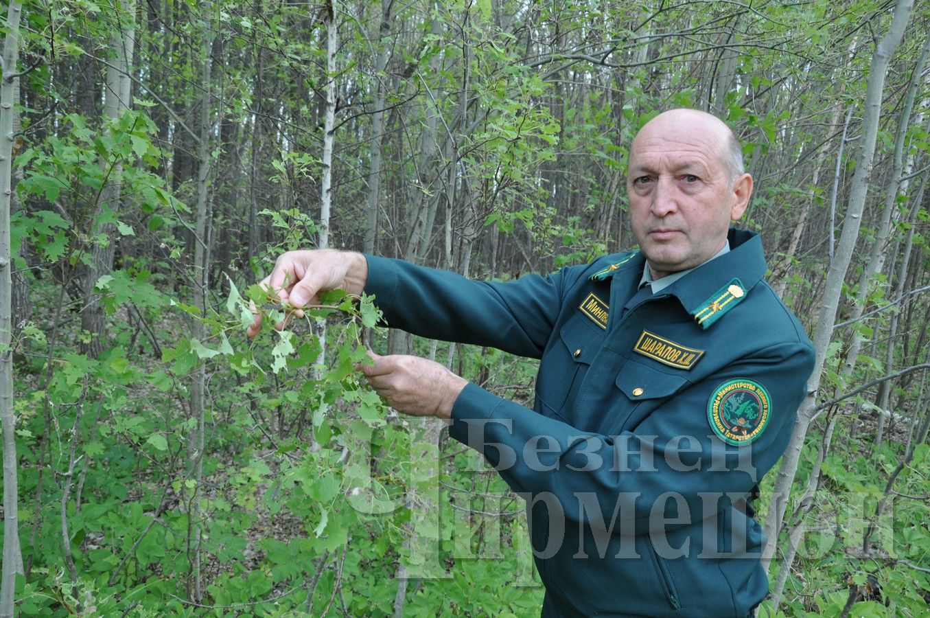 Леса Черемшанского района поедают гусеницы шелкопряда