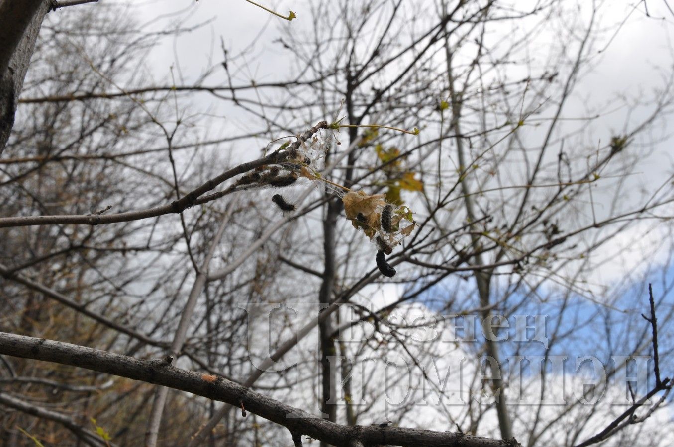 Леса Черемшанского района поедают гусеницы шелкопряда
