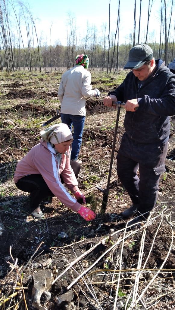 В Черемшанском районе нефтяные компании помогают в посадке деревьев