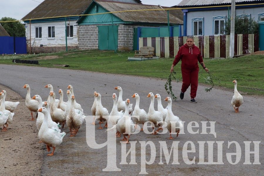 Чирмешәндә яшәүче Татьяна Герасимова казларын күрше бабайдан суйдыра