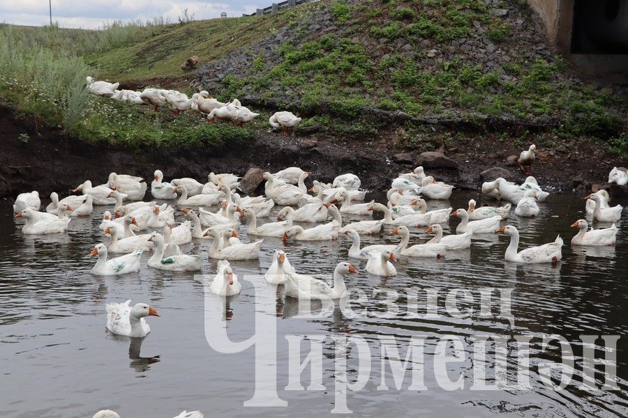 Чирмешәндә яшәүче Татьяна Герасимова казларын күрше бабайдан суйдыра