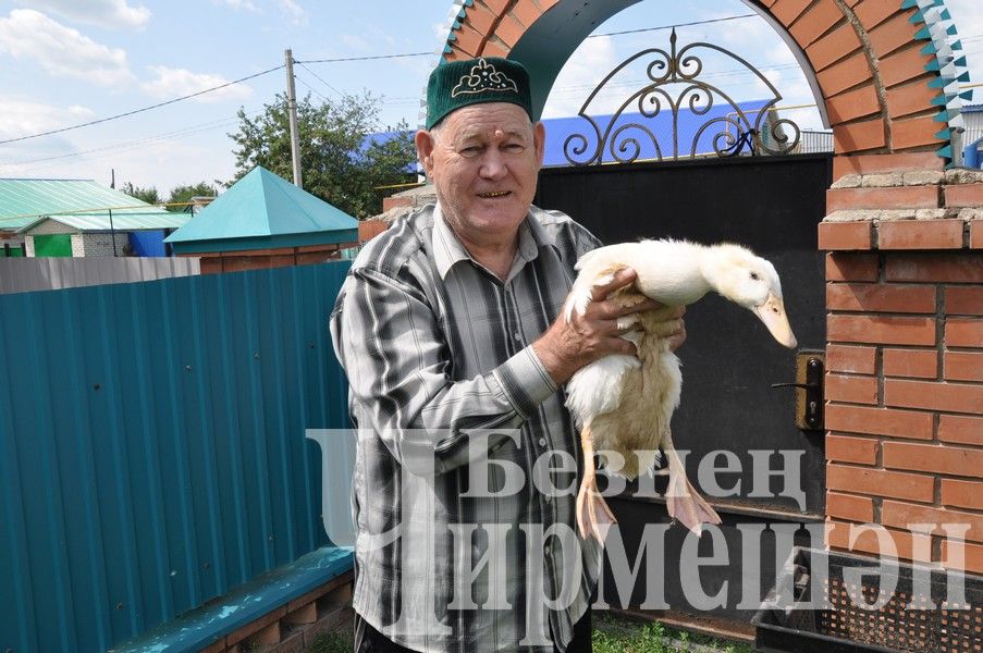 “Безнең Чирмешән” газетасы укучыларына үрдәкләр китерделәр