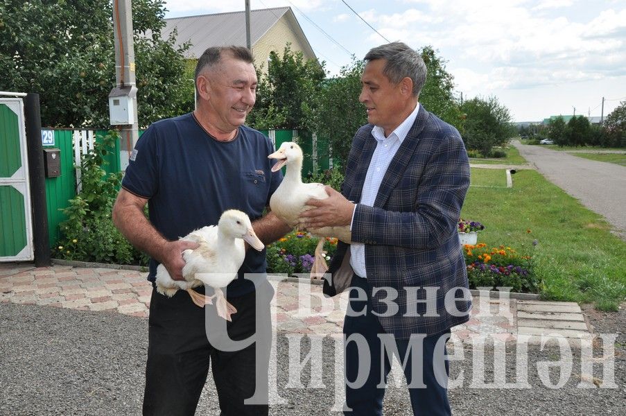 “Безнең Чирмешән” газетасы укучыларына үрдәкләр китерделәр