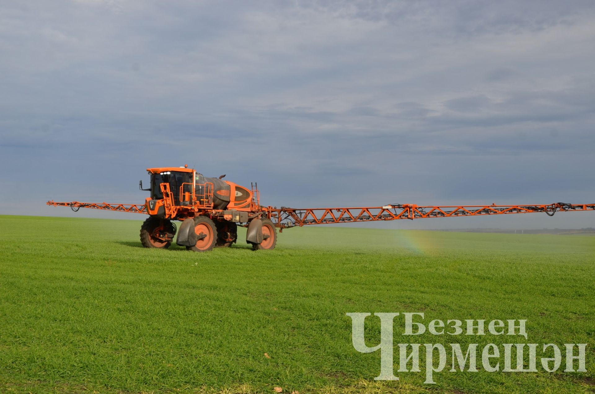 Чирмешән районында көнбагыш басуларының 78,5 процент өлешеннән уңыш җыеп алынган