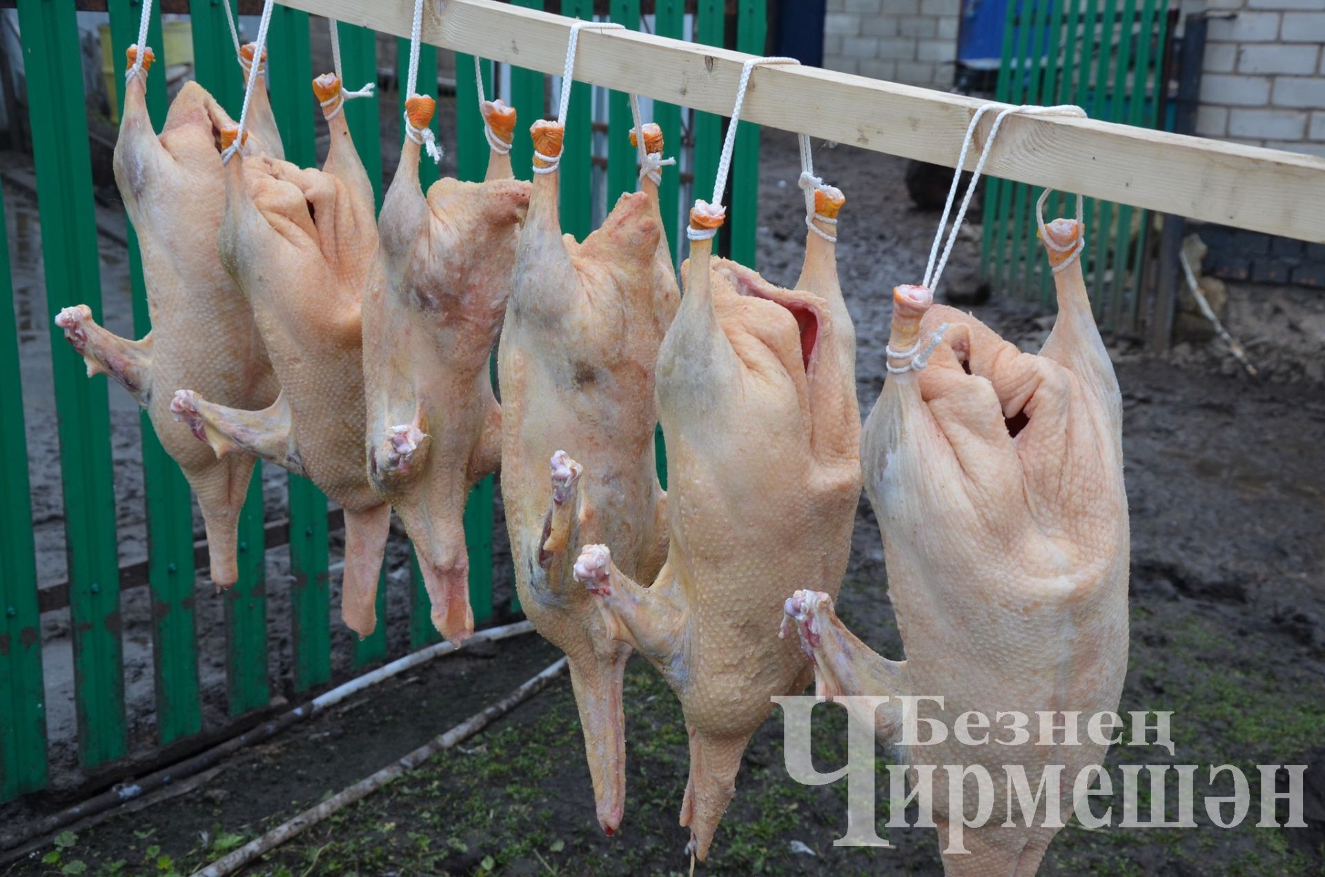 Каз каклау тәртибе