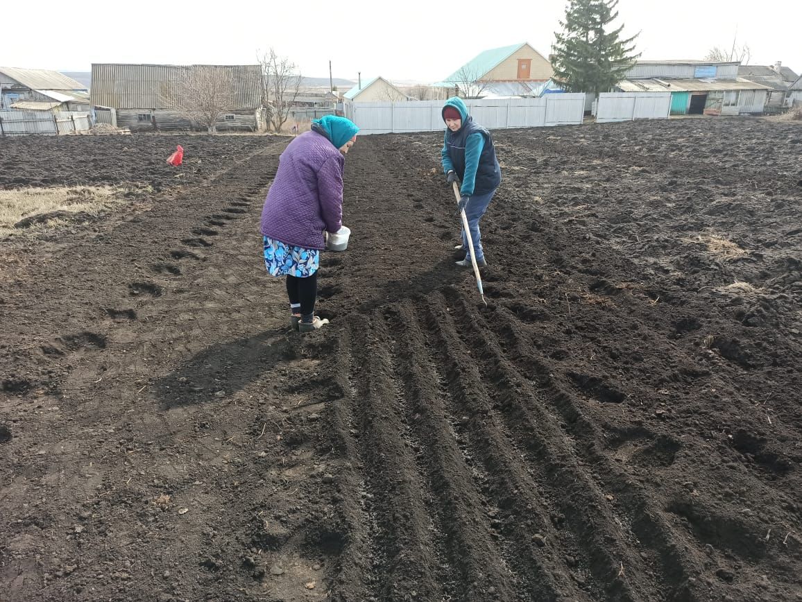 Что нужно сделать в апреле в саду и огороде