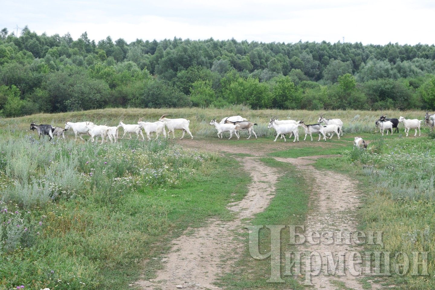 Чирмешән авыл җирлегендә сарык-кәҗәләр күбәйгән
