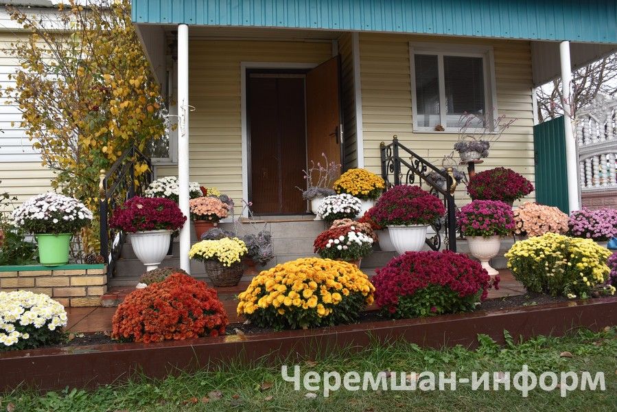 Чирмешәндә Гариповлар ишегалдында 85 чүлмәктә хризантема үсә
