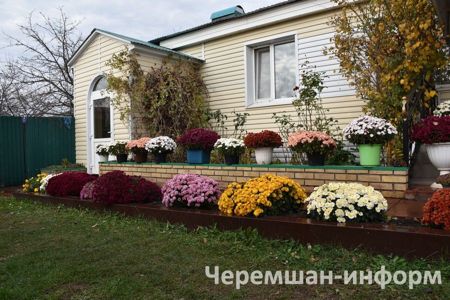 Чирмешәндә Гариповлар ишегалдында 85 чүлмәктә хризантема үсә