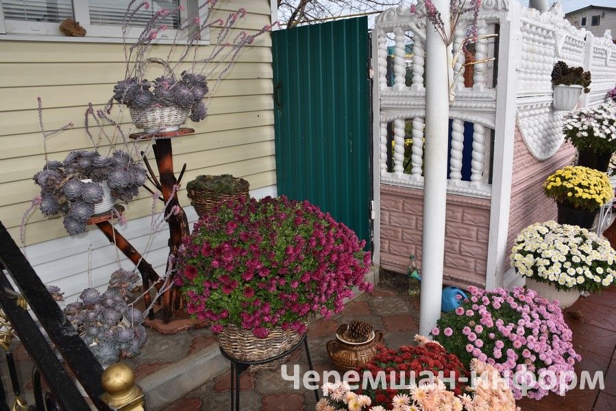 Чирмешәндә Гариповлар ишегалдында 85 чүлмәктә хризантема үсә