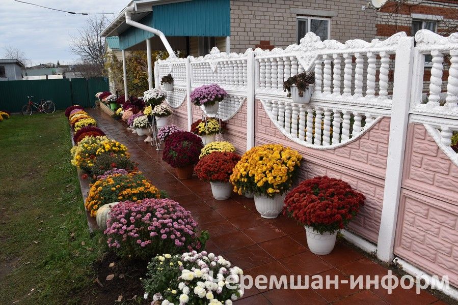 Чирмешәндә Гариповлар ишегалдында 85 чүлмәктә хризантема үсә