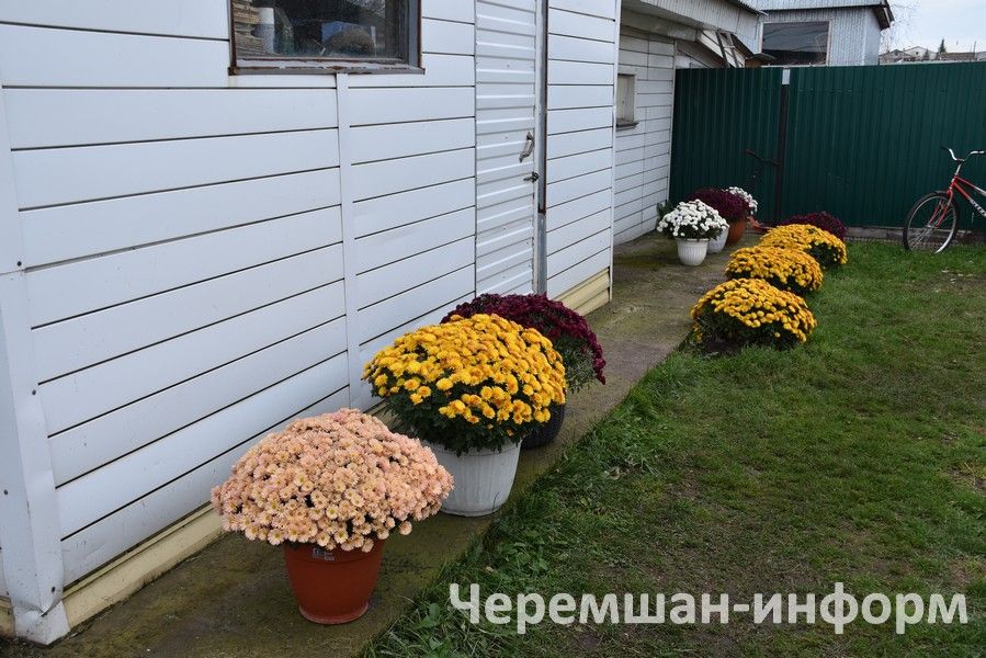 Чирмешәндә Гариповлар ишегалдында 85 чүлмәктә хризантема үсә