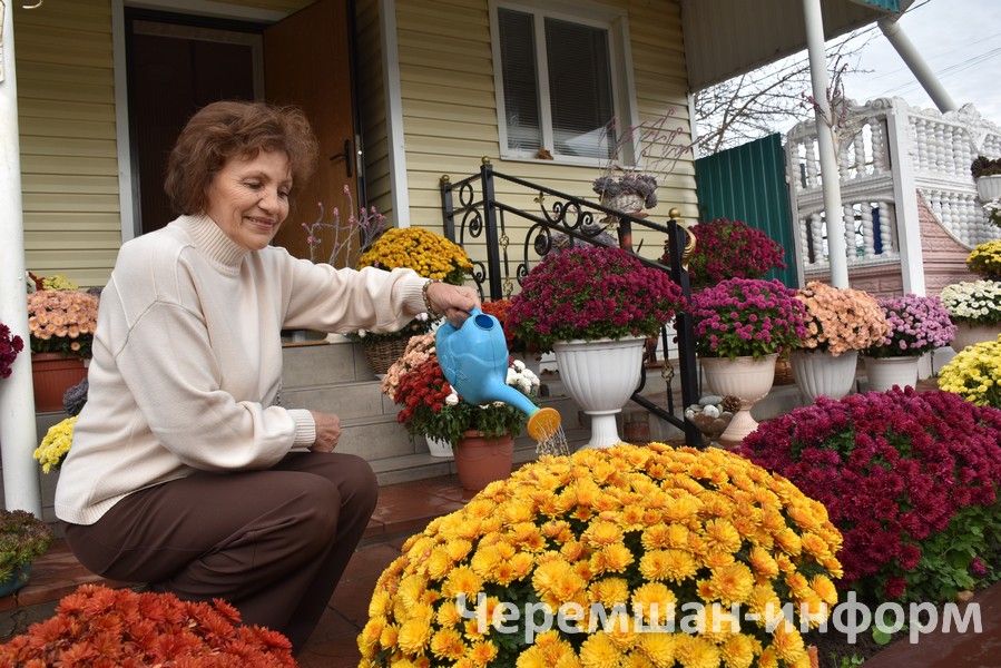 Чирмешәндә Гариповлар ишегалдында 85 чүлмәктә хризантема үсә