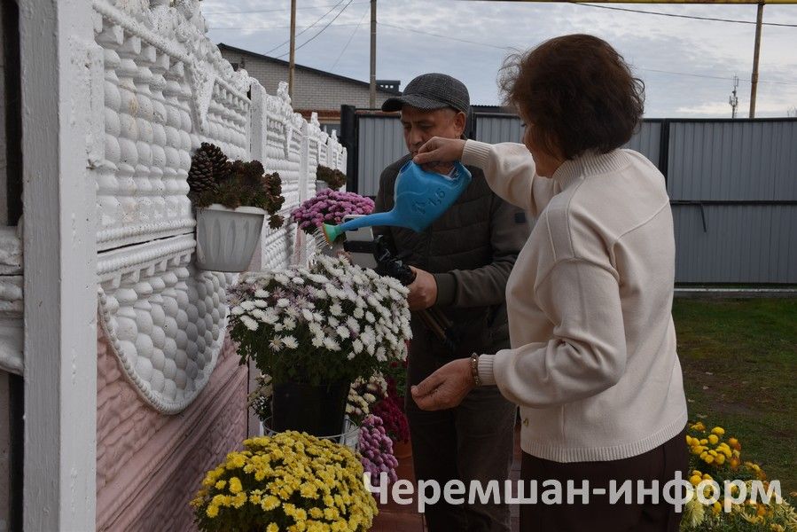 Чирмешәндә Гариповлар ишегалдында 85 чүлмәктә хризантема үсә