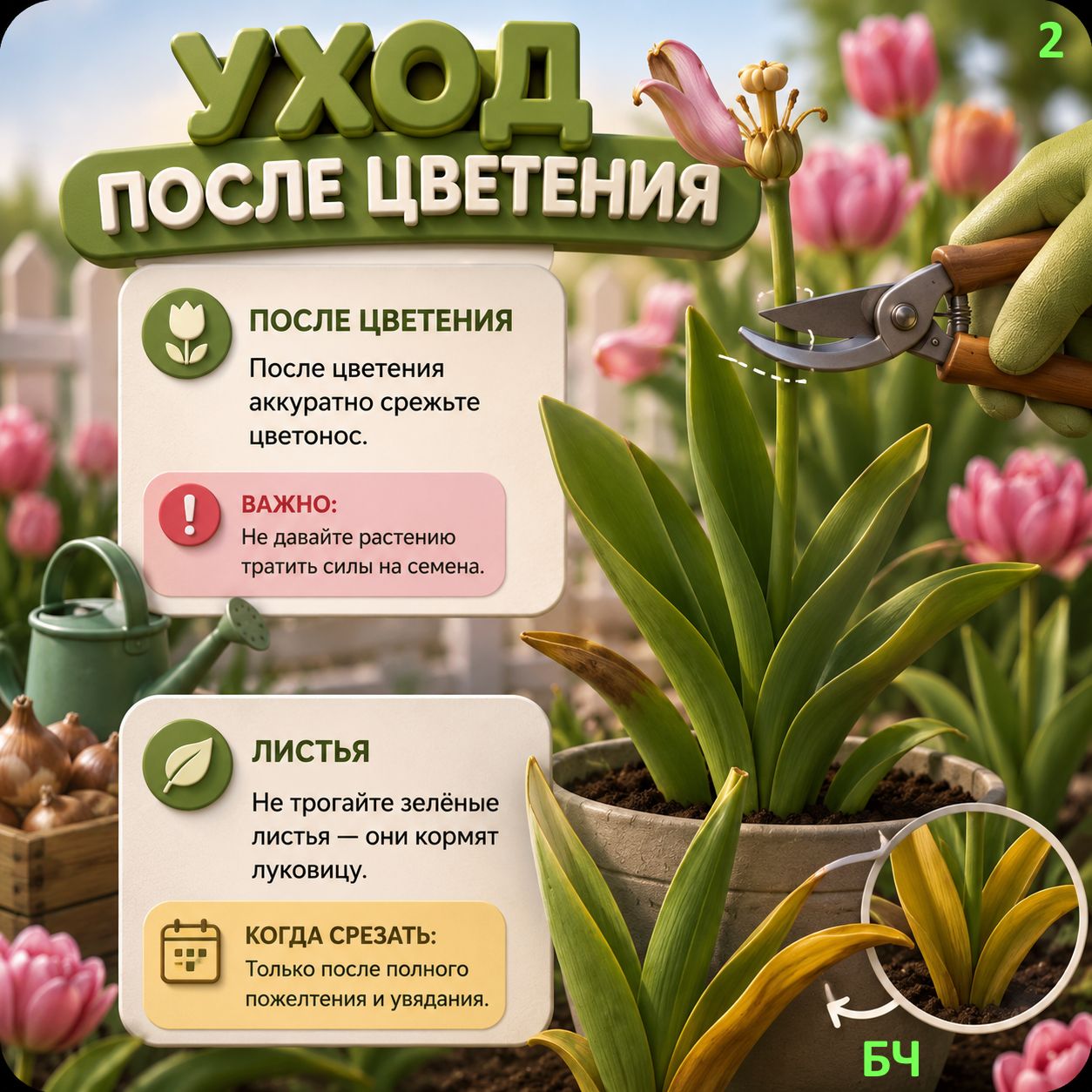 4 основных правила выращивания тюльпанов