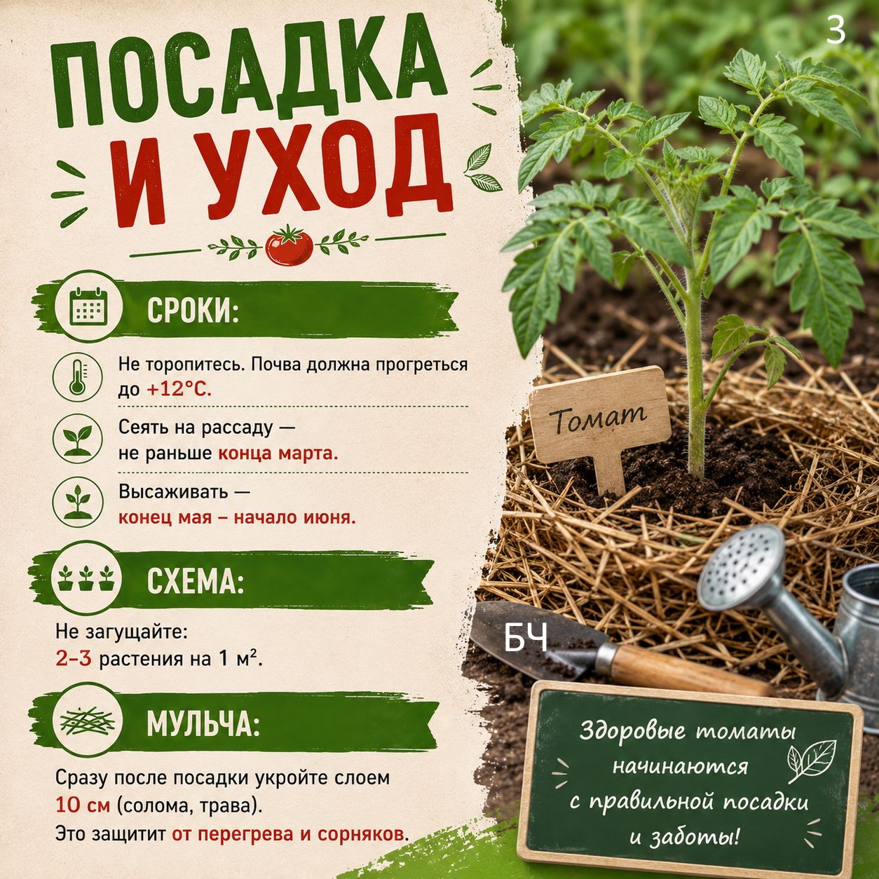 Секреты выращивания томатов в открытом грунте